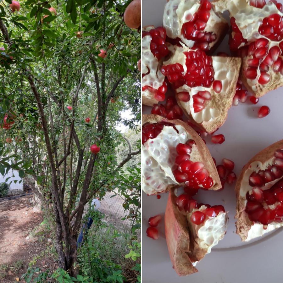 Cirali Friends Pension&Camping מראה חיצוני תמונה