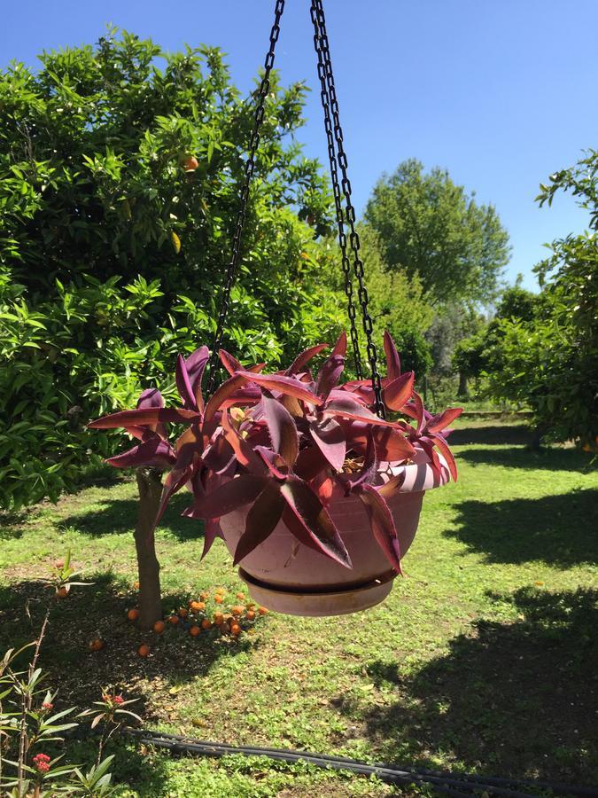 Cirali Friends Pension&Camping מראה חיצוני תמונה